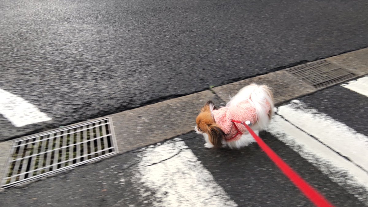 hiikonoshima's tweet photo. ナミちゃん散歩 12/7朝 7:50-8:10
♪どうして朝は寒いんだ？
　どうして朝は寒いんだ？
　妖怪のせいなのね そうなのね♪
ほらキレイに妖怪反応ピーン！🤭
#パピヨン #お散歩 #犬のいる生活
#犬好きさんと繋がりたい
#妖怪ウォッチ #ゲゲゲの鬼太郎 https://t.co/jrxuCtf5I9