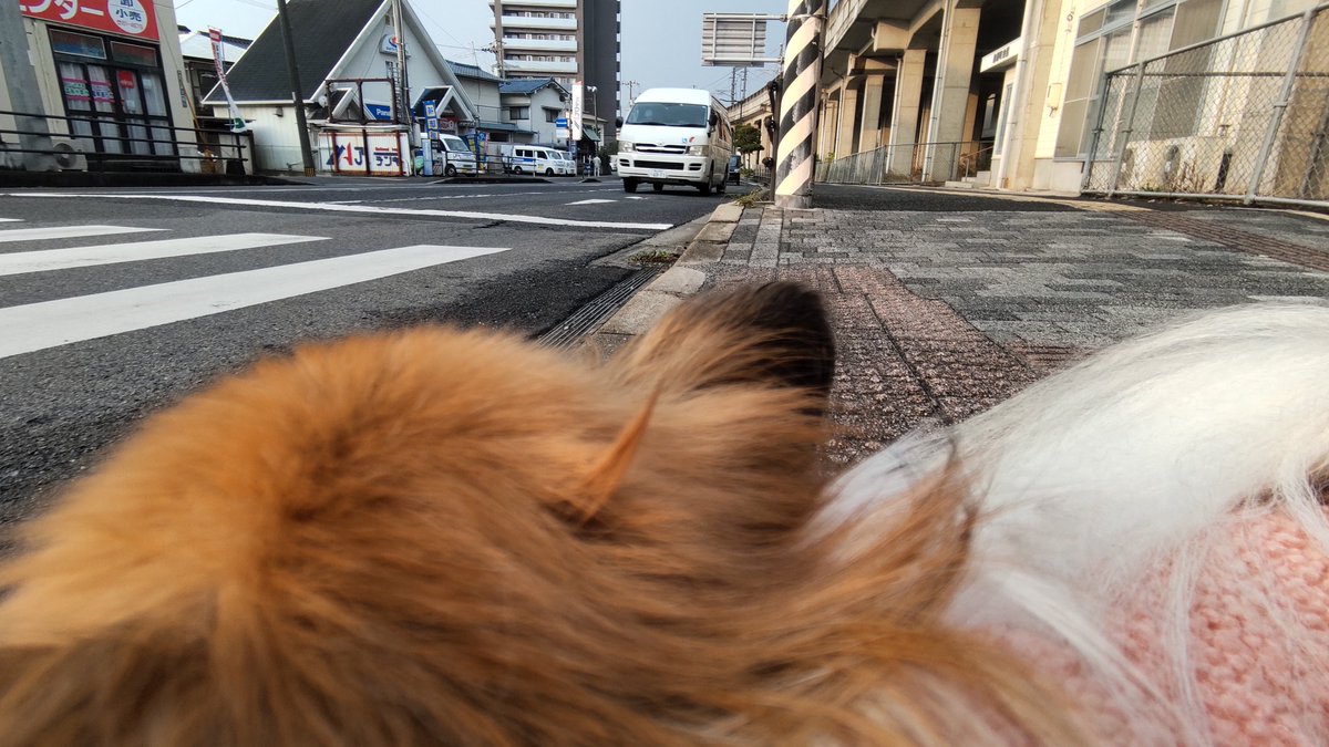 hiikonoshima's tweet photo. ナミちゃん散歩 12/7朝 7:50-8:10
♪どうして朝は寒いんだ？
　どうして朝は寒いんだ？
　妖怪のせいなのね そうなのね♪
ほらキレイに妖怪反応ピーン！🤭
#パピヨン #お散歩 #犬のいる生活
#犬好きさんと繋がりたい
#妖怪ウォッチ #ゲゲゲの鬼太郎 https://t.co/jrxuCtf5I9