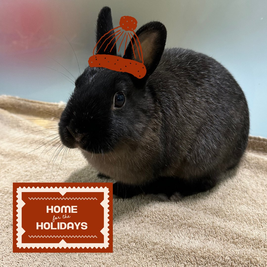 CalgaryHumane's tweet photo. Meet Marlowe! 🐰 Marlowe is described as a social bunny who loves exploring and head scratches.

All adoptions are 50% off until Dec 31st! Book your appointment today! https://t.co/5bzKkoOPzn

#YYC #Adopt #BunnyLovers https://t.co/izYD36YNNY