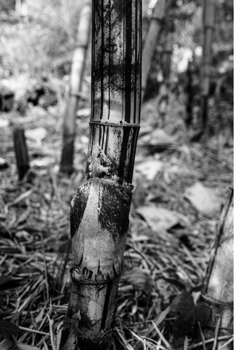 salosymposium's tweet photo. Waking up in the morning and visiting Guatemalan bamboo; admiring their svelte stalks and lance-shaped leaves, revering their nodes and internodes, savoring their rhythmic patterns https://t.co/eEAJGljkyN