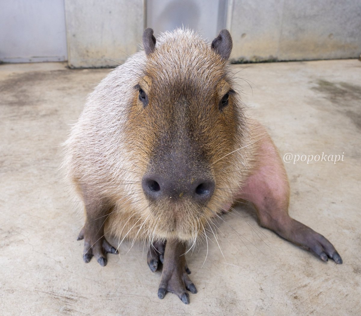 おもしろ座り
#カピバラ #福井県 #足羽山公園遊園地 #ハピジャン