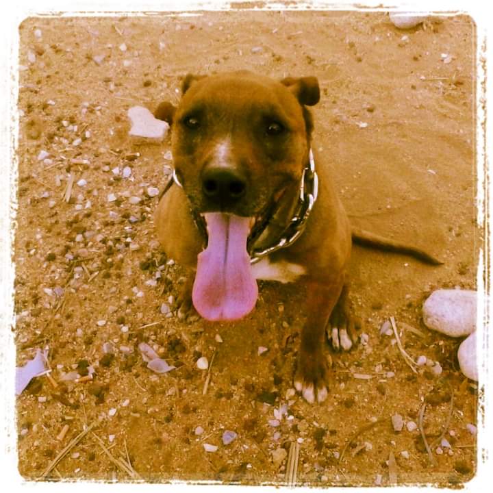 blinkphan's tweet photo. @BuckAngel @FletchHerCox Lost my best bud a couple years ago...he was Staffy/Ridgeback mix. Beautiful pup u got, man! Cherish every minute! #RIPCash https://t.co/5IMRGv7QGP