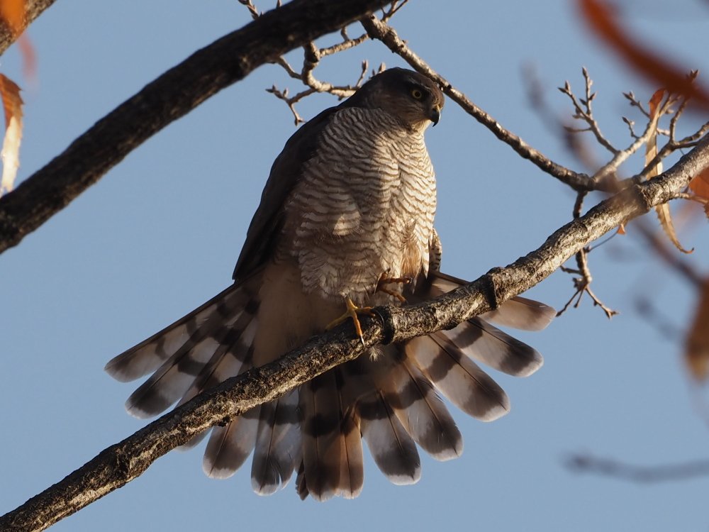 kake3's tweet image. ハイタカ。