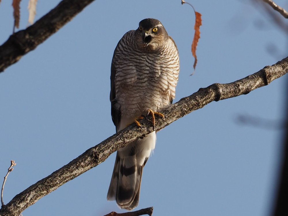 kake3's tweet image. ハイタカ。