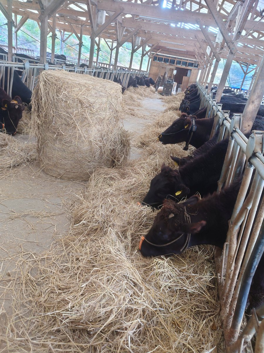 jb23112911 萬太郎さんありがとう。 ワラ届きました👍 早速食わせて