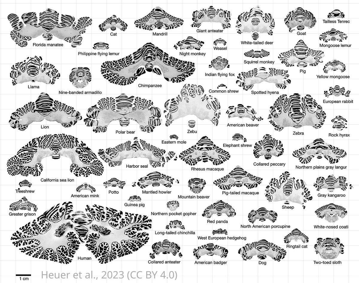 Data from 56 different species sheds light on the diversity and evolution of cerebellar folding in mammals. elifesciences.org/articles/85907…