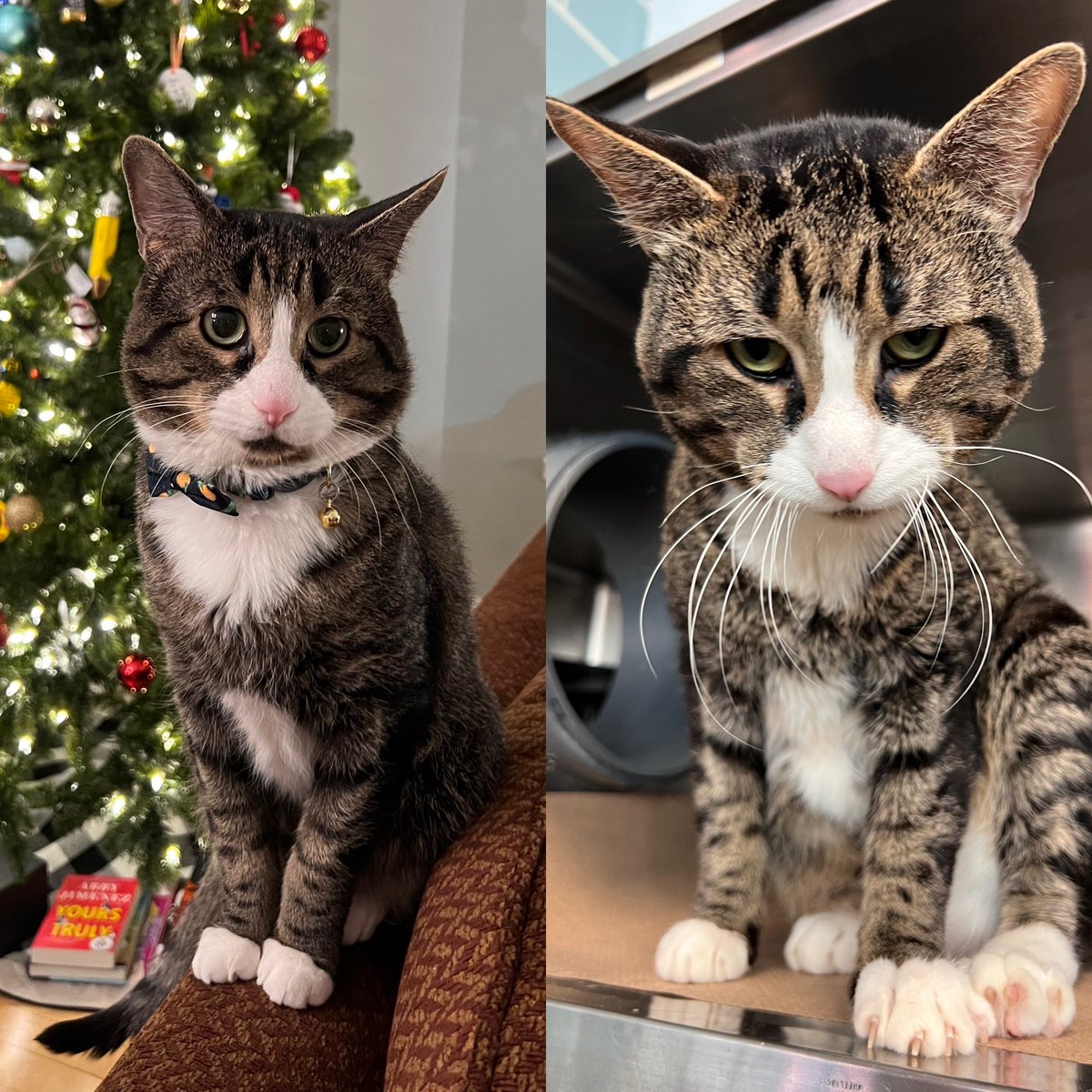 Two months with Leo! The picture on the right is from his time in the shelter 🥹