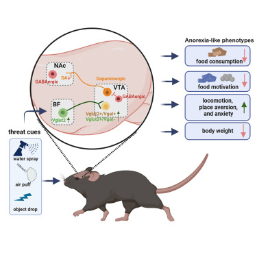 Qingchun Tong @the Tong lab (@qingchuntong) on Twitter photo Congrats to <a href="/JingCai_1/">Jing Cai</a> on her new publication in Neuron @NeuronCellPress cell.com/neuron/fulltex… of the preprint biorxiv.org/content/10.110… with significant update thanks to insightful comments from reviewers. Thanks <a href="/yulonglilab/">Yulong Li Lab</a> <a href="/DrYongXu1/">Dr. Yong Xu</a> and others for help! Congrats to <a href="/JingCai_1/">Jing Cai</a> on her new publication in Neuron @NeuronCellPress cell.com/neuron/fulltex… of the preprint biorxiv.org/content/10.110… with significant update thanks to insightful comments from reviewers. Thanks <a href="/yulonglilab/">Yulong Li Lab</a> <a href="/DrYongXu1/">Dr. Yong Xu</a> and others for help!