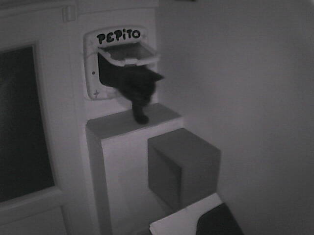 PepitoTheCat's tweet image. Pépito is back home (01:45:16)