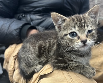 NYCDEATHROWCATS's tweet photo. *SHELTER PLEA* Kitten | This sweet baby came to us with a URI and conjunctivitis 📷 Can you give her a comfy place to recover?
https://t.co/3Q5XzAkvmc https://t.co/ZxSvJ0RKfv