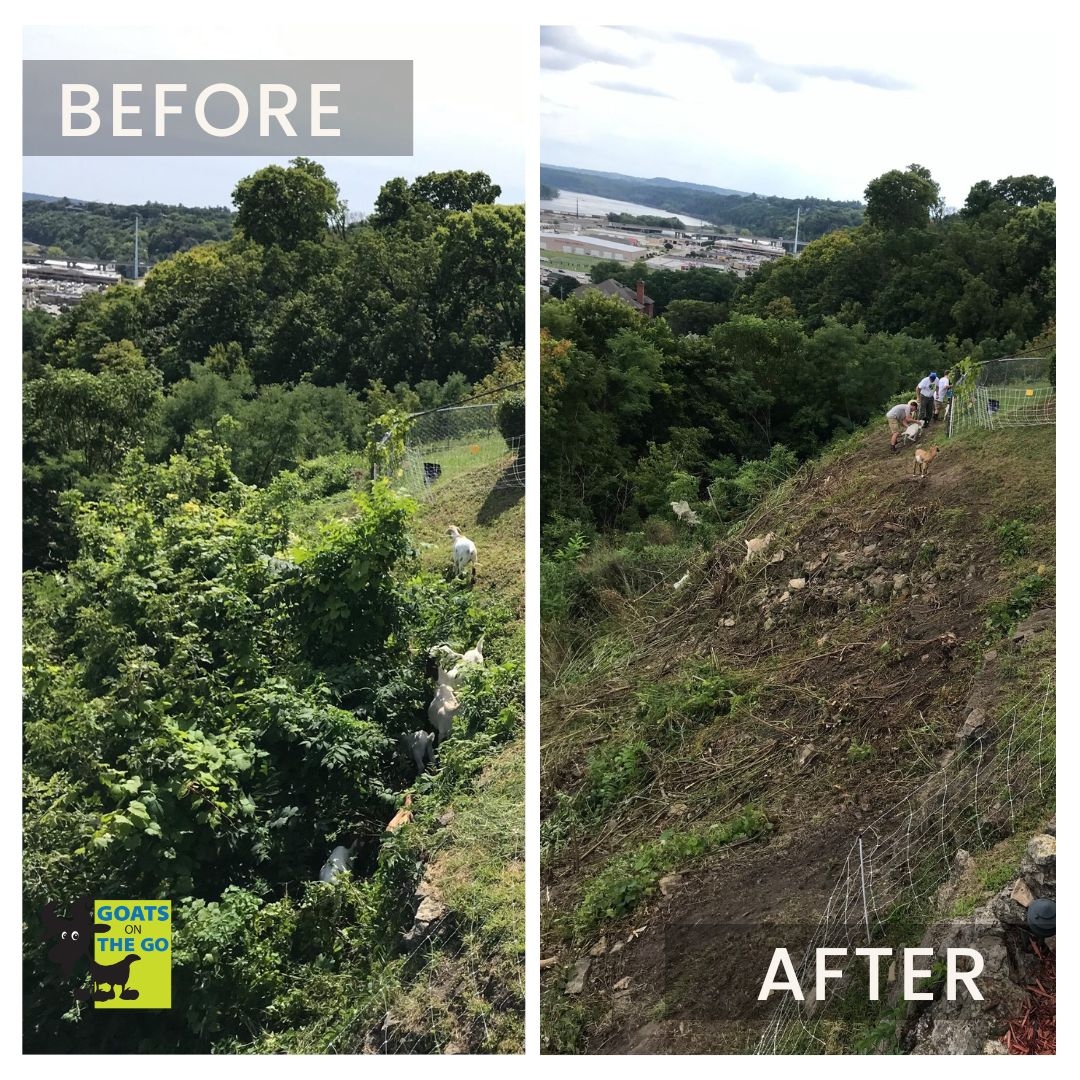 Goes On All Terrain: The Sequel!😲📸

Hazardous or tricky areas that might hinder manual efforts are no match for our G.O.A.T. friends.🐐Find out more or hire a herd of goats near you at goatsonthego.com! 

📸Goats On The Go® Dubuque

#goatgrazing #targetedgrazing #goats