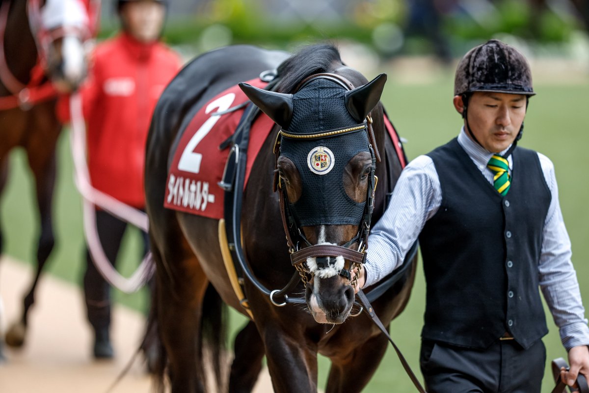 netkeiba's tweet photo. #タイトルホルダー は、引退レースとなる有馬記念当日の中山競馬場で引退式を行う運びに。

栗田師「本当に色々あった馬で、アクシデントがあってもはい上がって勝つ、キャラが濃い馬でした。人気がある子なんだと改めて思いますし、寂しいという…[後略]」
https://t.co/tsCVAV7cWL
撮影：下野雄規 https://t.co/VoHeU9tRGv