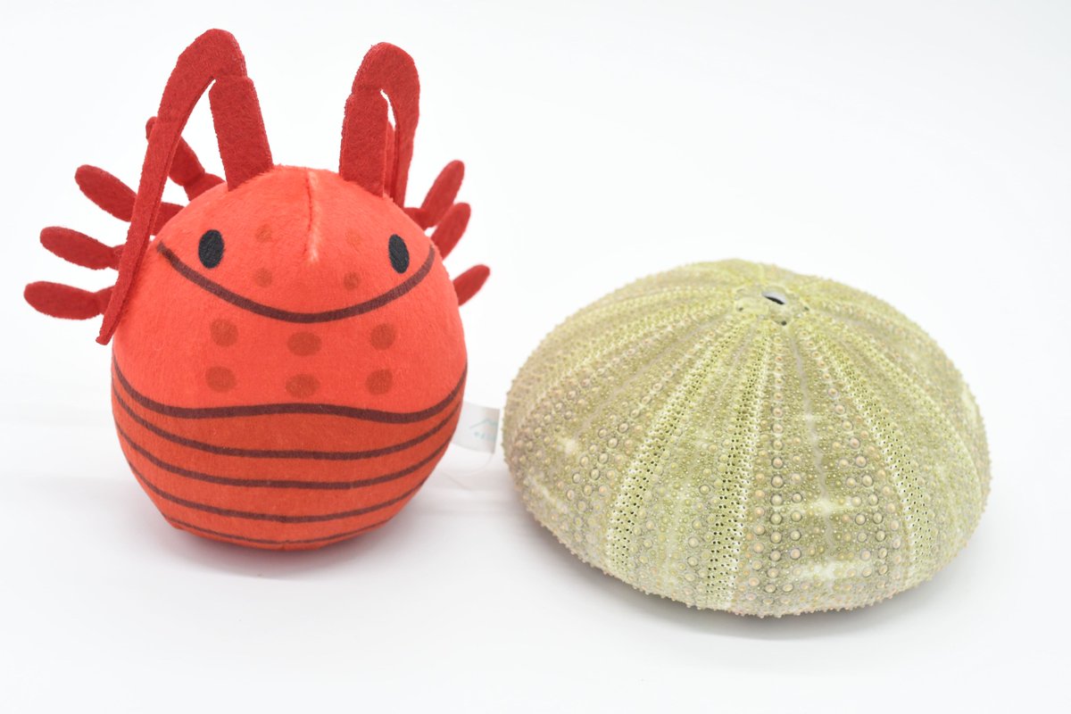 ebikaniaquarium's tweet photo. 久しぶりに通販の商品を追加しました！
『『『　在庫限り　』』』
イセエビのおきあがりこぼしぬいぐるみ
友人・恋人・自分へのクリスマスプレゼントにいかがですか？

▽▽▽▽▽
https://t.co/3JShHrdx9s https://t.co/JRSHeQqZdk