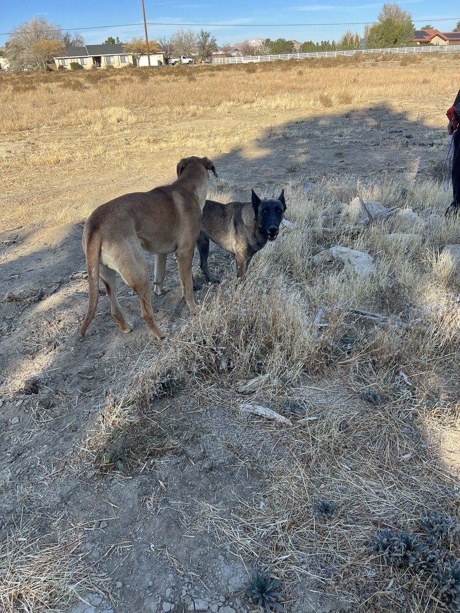 Spent 2 hours wrangling these loose dogs roaming the desert.  How do we fix LA counties dog dumping problem?  

Prosecute dog dumpers.  We need to make it a felony offense to dump dogs.  Make it a misdemeanor to have your dogs get loose without ID on them . 3 strike policy.  You