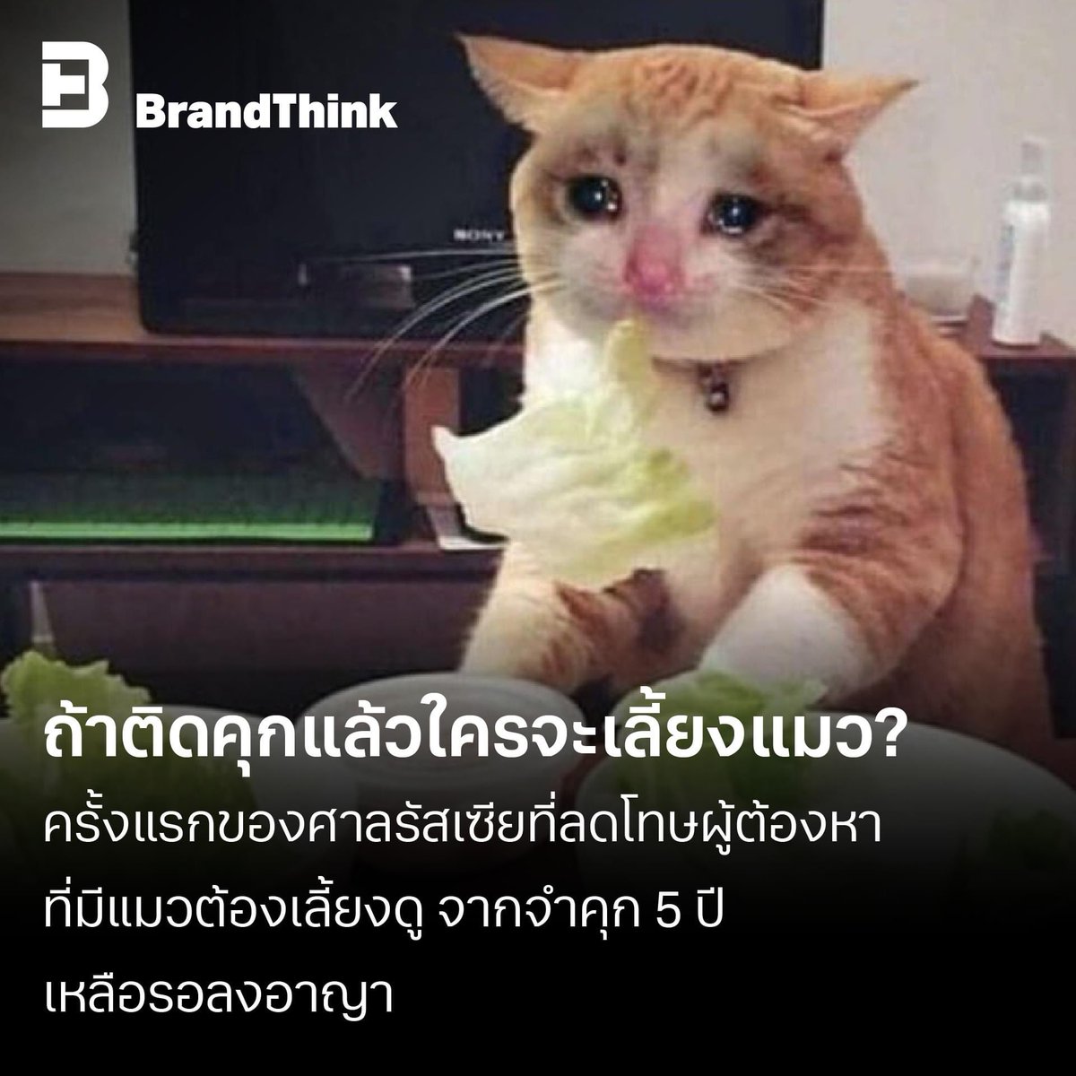 BrandThinkme's tweet photo. WORLD: ถ้าติดคุกแล้วใครจะเลี้ยงแมว?
ครั้งแรกของศาลรัสเซียที่ลดโทษผู้ต้องหา
ที่มีแมวต้องเลี้ยงดู จากจำคุก 5 ปี เหลือรอลงอาญา
#WORLD #BrandThink
#CreateaBetterTomorrow https://t.co/EDEOCpn62m