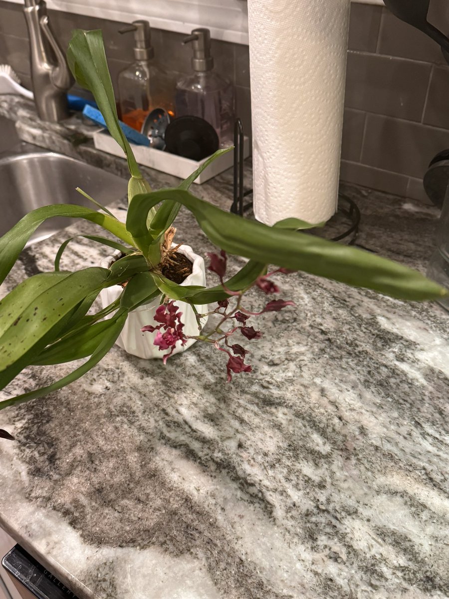 Hey <a href="/AEF_Program/">AEF Program</a> #einsteinfellows19 my orchid is blooming again! Still have this from our very last time all together in March 2020 from our <a href="/USBotanicGarden/">usbotanicgarden</a> First Friday. Think of all of you and <a href="/jlatchana/">Jill Latchana</a> every day!