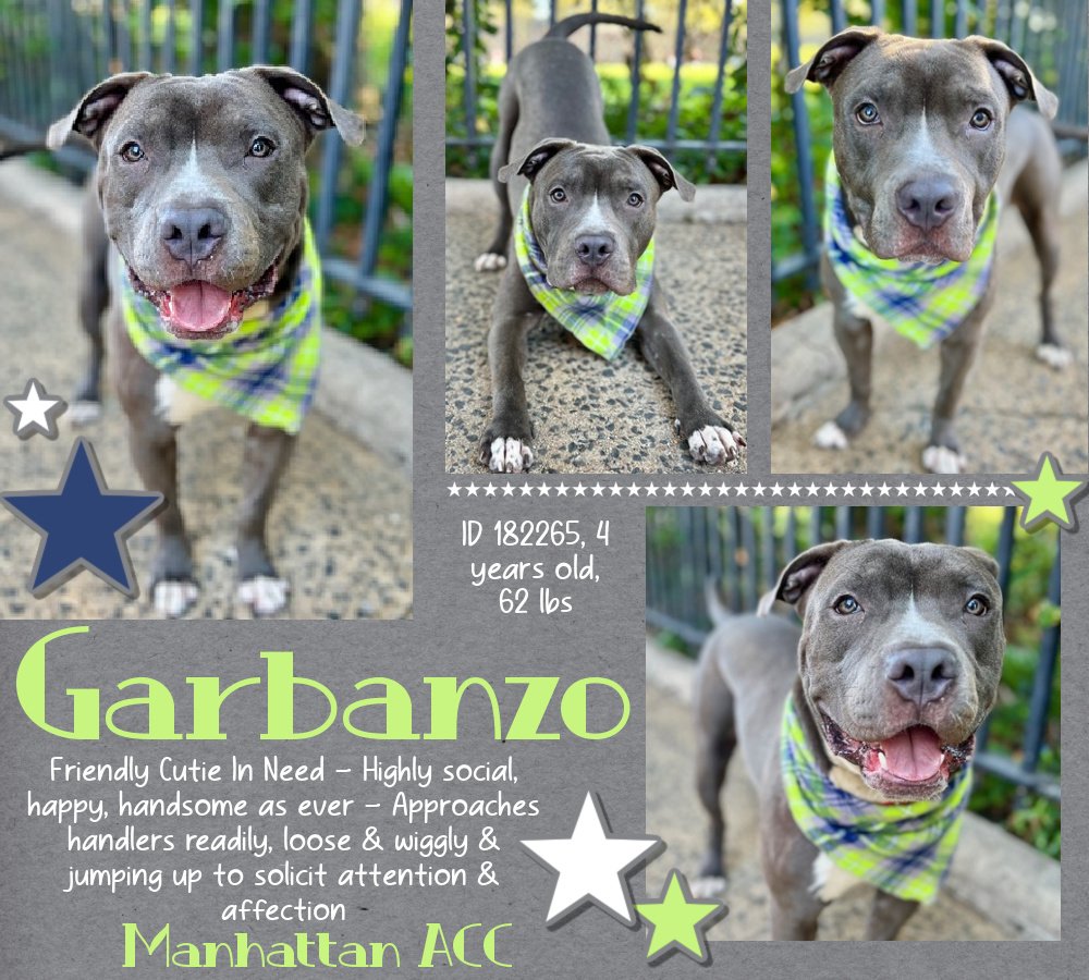 🎄🐾GARBANZO🔔Only Has Till💥12/7🟠
He Is A Playful Cutie🥧Very Sociable Doesn't
React To Other🐕Good On 🪢Loves Walks 
Looking For His New Calm Home 4🎄Plz 
Collect Me Quickly😧Not Keen On This Place
#NYCACC Happier Outside His Kennel🥰 
Neutered 4 Yrs Plz #Pledge4ResQ #182265