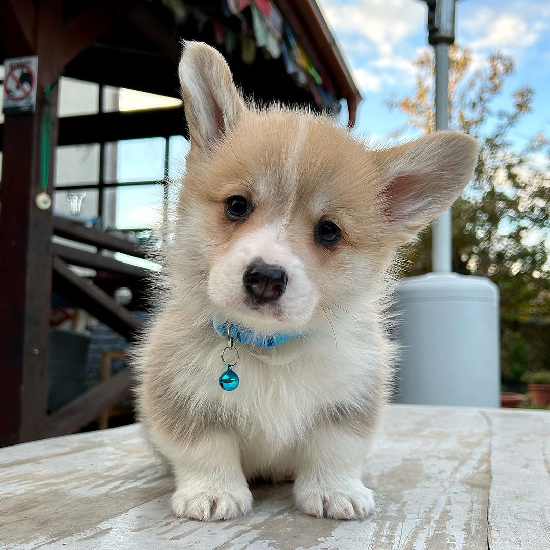 TabeurR's tweet photo. adorable 🐕💖 https://t.co/sc8WjvJfyB