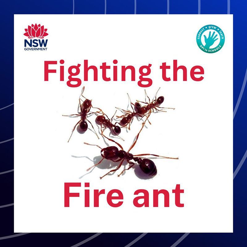 Join @nswdpi tomorrow for a FREE, live virtual event. Learn how to get involved as a citizen scientist to identify, report and protect NSW from the Red imported fire ant. 
10am - Years 9-12 👉 buff.ly/3NfrUXi 
12pm - Years 4-8 👉 buff.ly/3t5D8qt