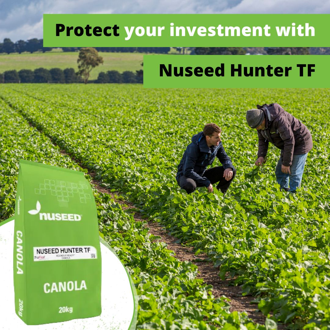 NufarmSeedsAU's tweet photo. 🛡️Protect your investment against #yield loss with pod shatter tolerance.
#Nuseed’s Hunter TF bundles pod shatter tolerance + compact height + early vigour + disease protection for a better ROI.
Learn more 👉 https://t.co/ijU7Bk22pA #nuseedaustralia #valuebeyondyield #canola https://t.co/Cws7ep0Zdy