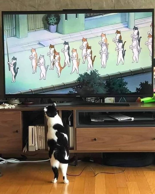 Why you should have a cat tweet media