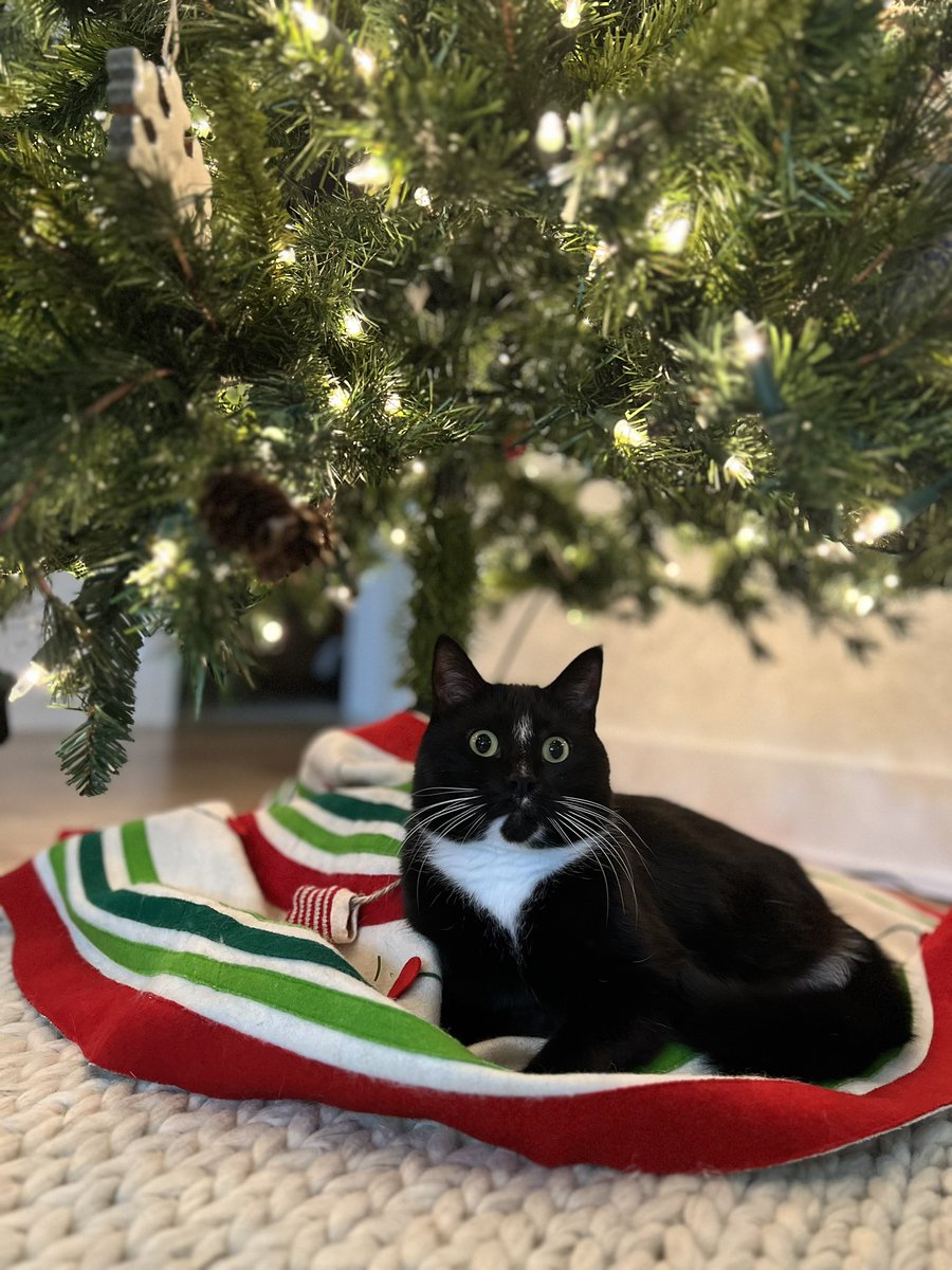 Meowmi Christmas. I luv my tree my Hoomans put up for me. An awesome spot to observe everything going on in my house!  #CatsOfTwitter #CatsOnTwitter