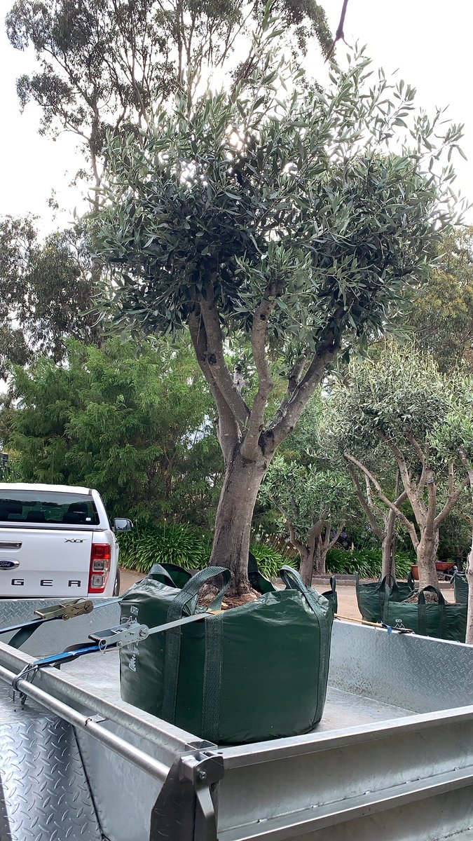 OrnamentalOlive's tweet photo. #OrnamentalOliveTreeGarden
Chandlers Hill, South Australia
☎️ Mark on 0411494450 Advanced / Mature / Established Olive Trees
#advancedtrees #maturetrees #establishedtrees #olives #olivetree #olivetrees #olivegarden #gardendesign #Adelaide #kalamata https://t.co/A7LPJf3WUQ