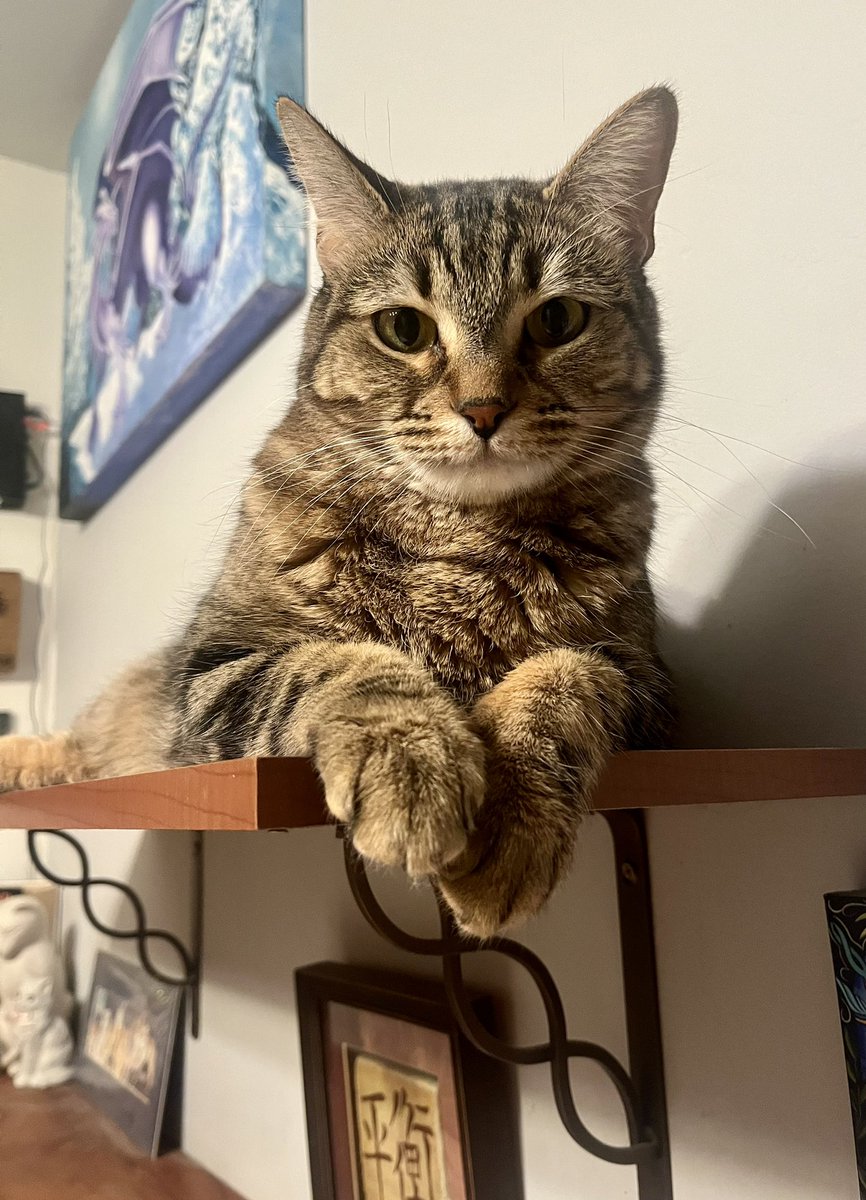MosesDrizzt's tweet photo. Hello! Is it Whisker Wednesday already? #WhiskersWednesday #wednesdaythought #CatsOfX https://t.co/6FMSUwE49g