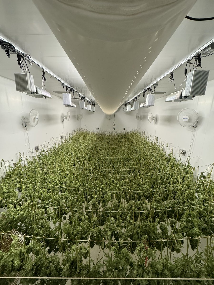 Looks like a huge yield !!!@BlackKettle20