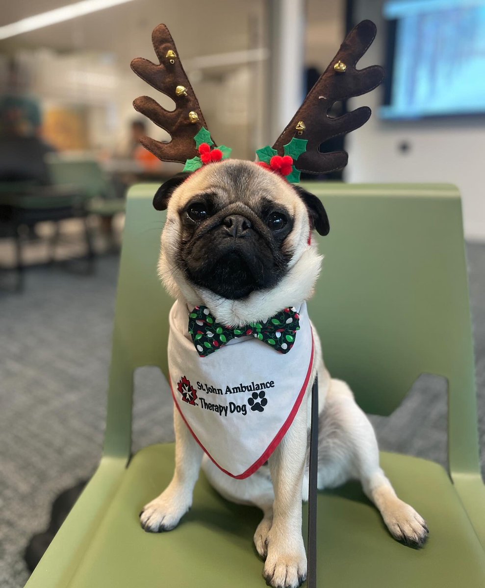 Zombie Pug & Crowley aka Lil C tweet media