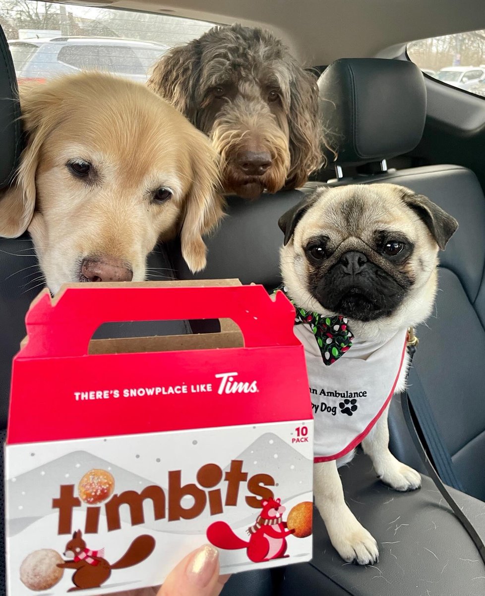 Me & 7 other #therapydog teams visited over 500 @WesternU students today! Our #timbit reward was well earned 🎄 ~ Lil C #pug #Christmas #ldnont @LdnTherapyDogs @TimHortons