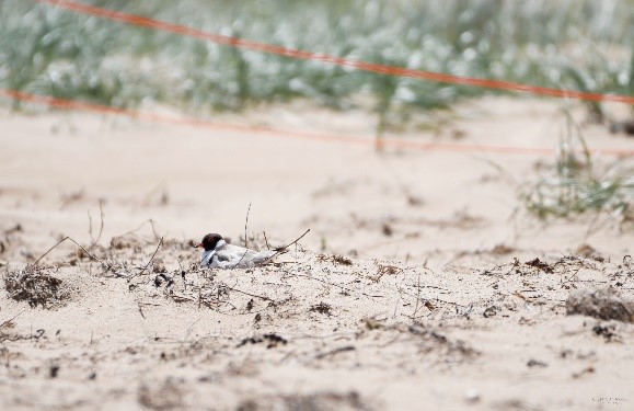 Conservation Regulator Vic tweet media