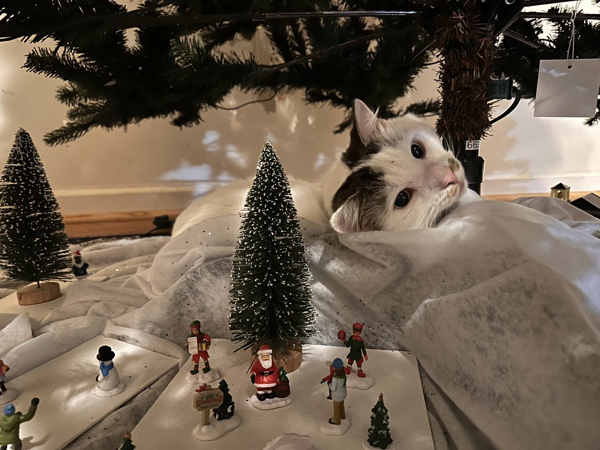 CrittersofH's tweet photo. Abominable snow cat &amp; abominable Dreamsicle kitten in Groomington @DinahLewisTayl1 #CatsOfTwitter #Caturday #meow #purr #ittybittybuzz #adoptdontshop #Caturdayeve  #whiskerswednesday  #kittens #catnap #buzz  #fluffster #grooming #Christmas2023 https://t.co/j1UKmzlyuw