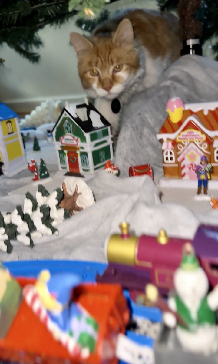 CrittersofH's tweet photo. Abominable snow cat &amp; abominable Dreamsicle kitten in Groomington @DinahLewisTayl1 #CatsOfTwitter #Caturday #meow #purr #ittybittybuzz #adoptdontshop #Caturdayeve  #whiskerswednesday  #kittens #catnap #buzz  #fluffster #grooming #Christmas2023 https://t.co/j1UKmzlyuw