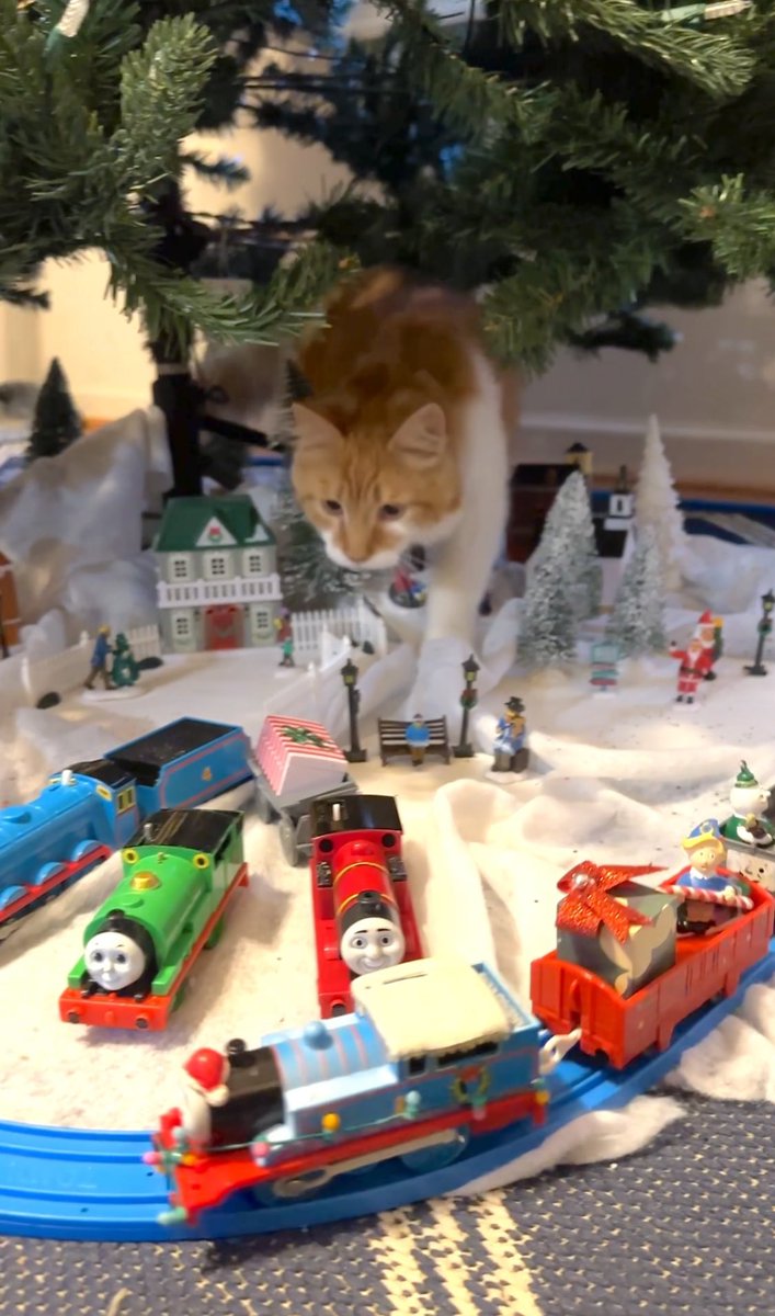 CrittersofH's tweet photo. Abominable snow cat &amp; abominable Dreamsicle kitten in Groomington @DinahLewisTayl1 #CatsOfTwitter #Caturday #meow #purr #ittybittybuzz #adoptdontshop #Caturdayeve  #whiskerswednesday  #kittens #catnap #buzz  #fluffster #grooming #Christmas2023 https://t.co/j1UKmzlyuw