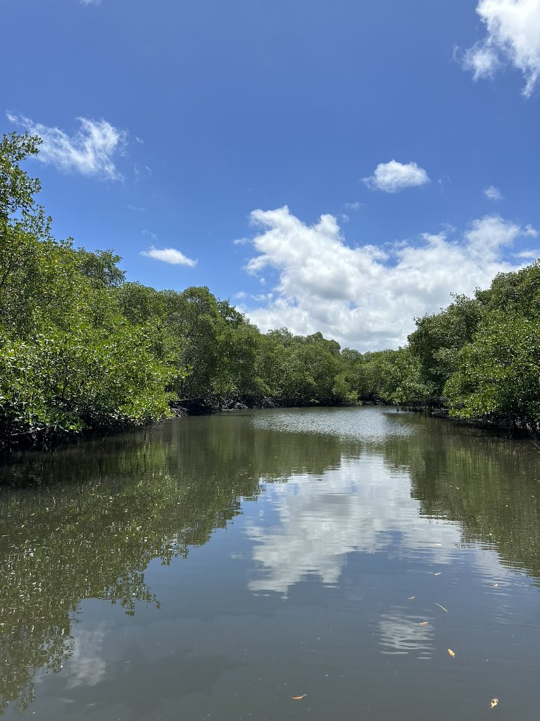 alexcabralds's tweet photo. Grateful to have sampled sediment cores in the beautiful Brazilian mangroves, ranging from 27°S to 13°S. Stay tuned for the exciting blue carbon research coming up in both pristine and impacted mangrove systems. https://t.co/Nj2TDrnMAh