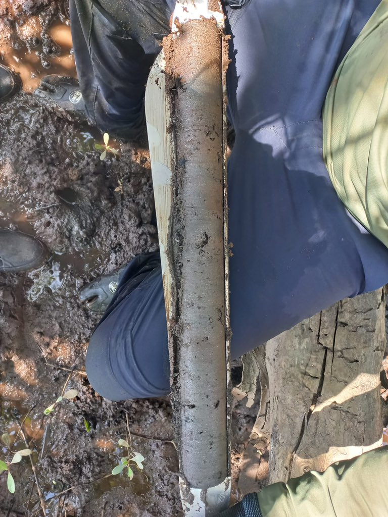 alexcabralds's tweet photo. Grateful to have sampled sediment cores in the beautiful Brazilian mangroves, ranging from 27°S to 13°S. Stay tuned for the exciting blue carbon research coming up in both pristine and impacted mangrove systems. https://t.co/Nj2TDrnMAh