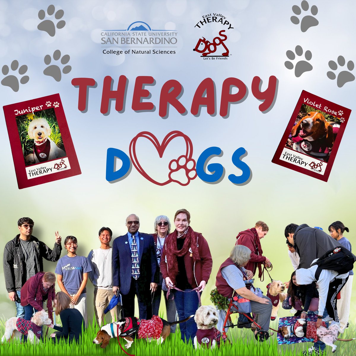 CSUSB College of Natural Sciences (@csusbcns) on Twitter photo As we gear up for the final stretch of this semester, @csusbnaturalsciences invited some tail-wagging news to share! 🐕 Therapy dogs made special appearances on campus to spread love, joy, and help us conquer those pre-finals jitters! As we gear up for the final stretch of this semester, @csusbnaturalsciences invited some tail-wagging news to share! 🐕 Therapy dogs made special appearances on campus to spread love, joy, and help us conquer those pre-finals jitters!