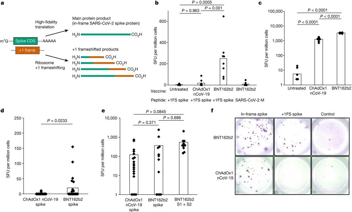ViroAdil's tweet photo. Important findings by Mulroney T.E et al, that will surely impact future mRNA-based therapeutics. N1-methylpseudouridine mRNA modification reduces immunogenicity, BUT also increases protein mistranslation resulting in potential off-target effects.

https://t.co/P3TrW2yzgx https://t.co/TvHvJnmVAA