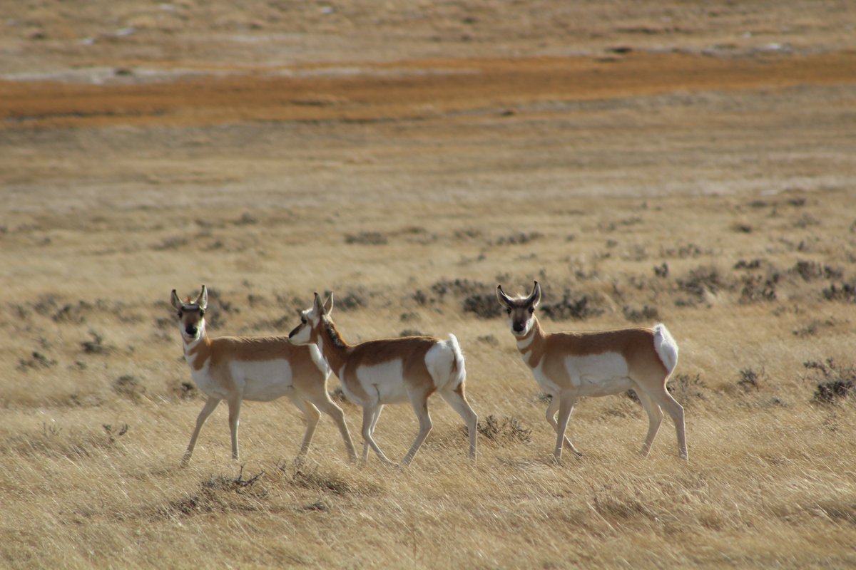 Our friends and neighbors in the #PowderRiverBasin are pretty cute. #pronghorn #prairiedwellers