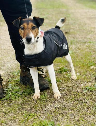 ❤️Dézi ❤1,5 Jahre Glatthaar Foxterrier (Hund) dlvr.it/SzpS8j