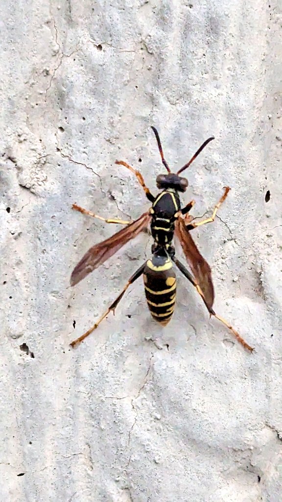 🐝 FancyFieldBiologist 🌼, PhD 🌈 🍃 tweet media
