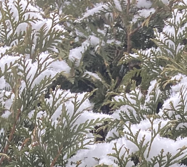 LindaWegner1's tweet photo. “#Kindness☺️is like #snow❄️-it #beautifies🤩 everything it covers.”-Khalil Gibran🤍Today we got several hours of flurries. The dusting of snow made #trees, fields and outside #Christmas decorations sparkle!✨ #Advent #Wednesdayvibe #wednesdaythought https://t.co/NuWP2EbRkK