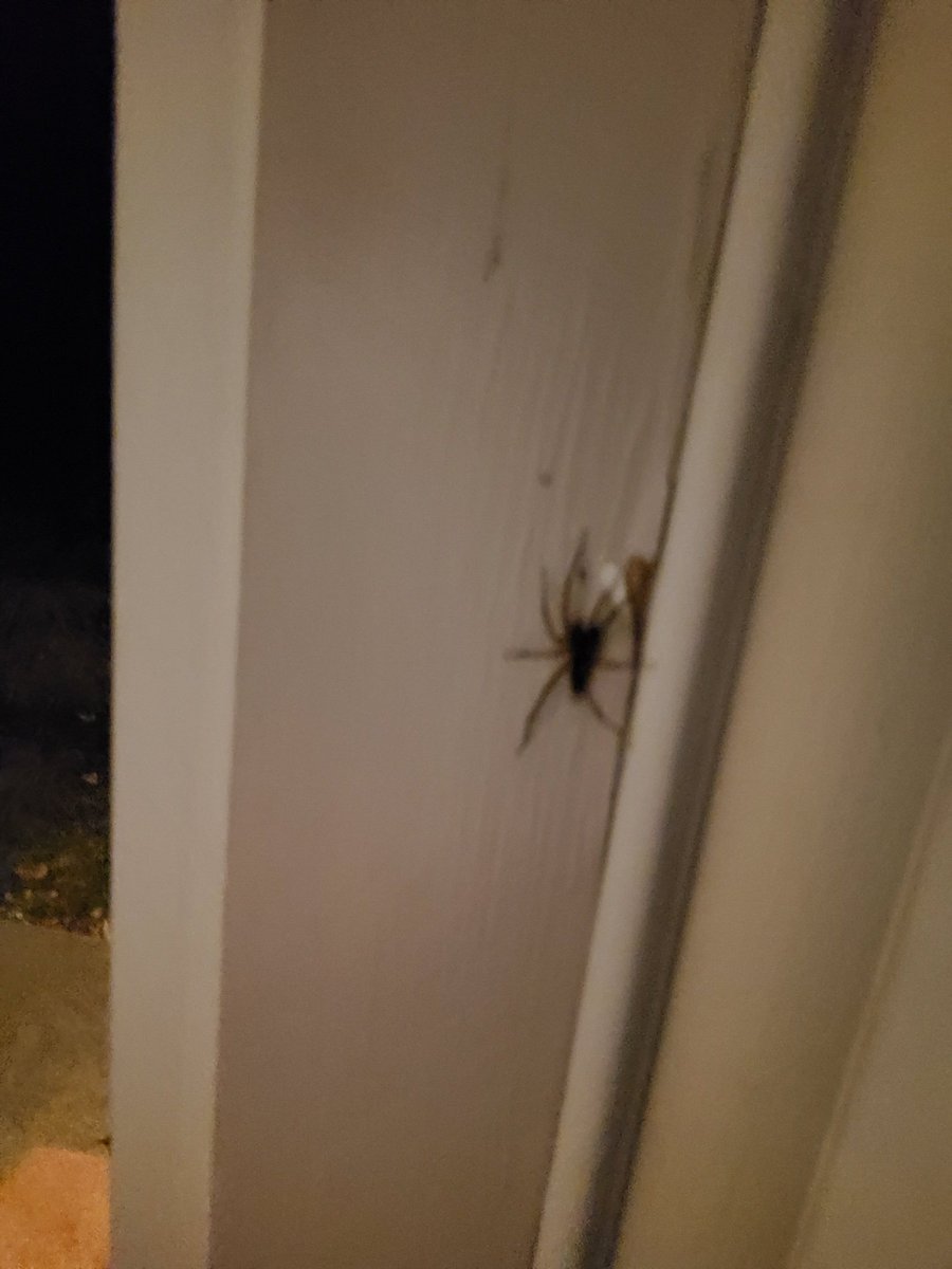 smeddley's tweet photo. Terrible picture, but I went to let the dog out and this was hanging out on my door... for safety sake, I am firmly #teamspider #madwed https://t.co/P7R0v3sGPx