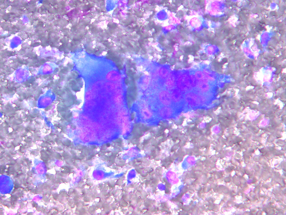 Rosliakova Elena tweet media