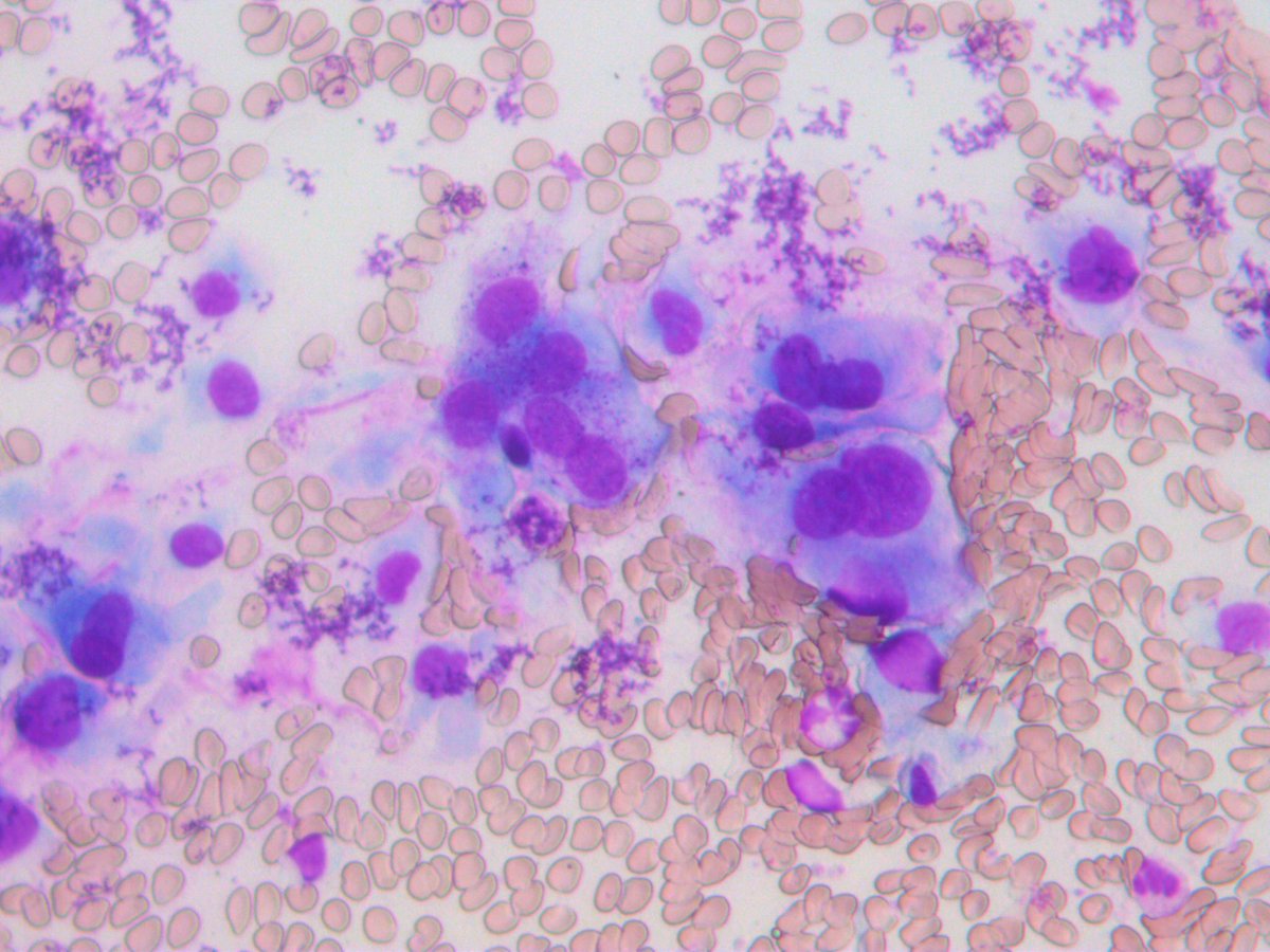 Rosliakova Elena tweet media