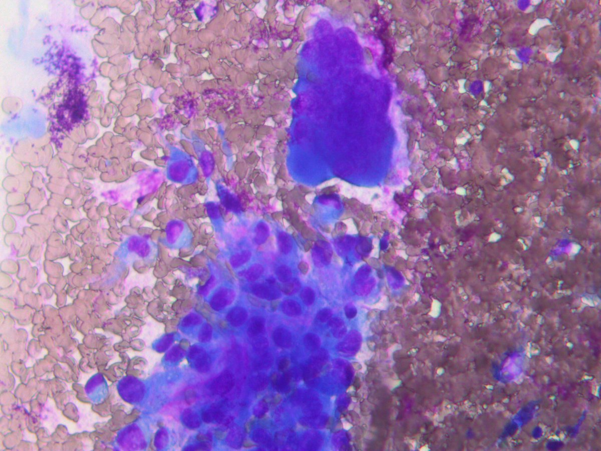 Rosliakova Elena tweet media