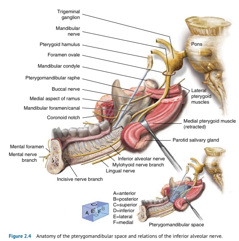 Anatomy of the pterygomandibular space and relations of the inferior alveolar nerve.