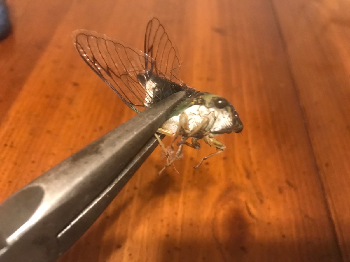 amongtheheathen's tweet image. #FoundOut