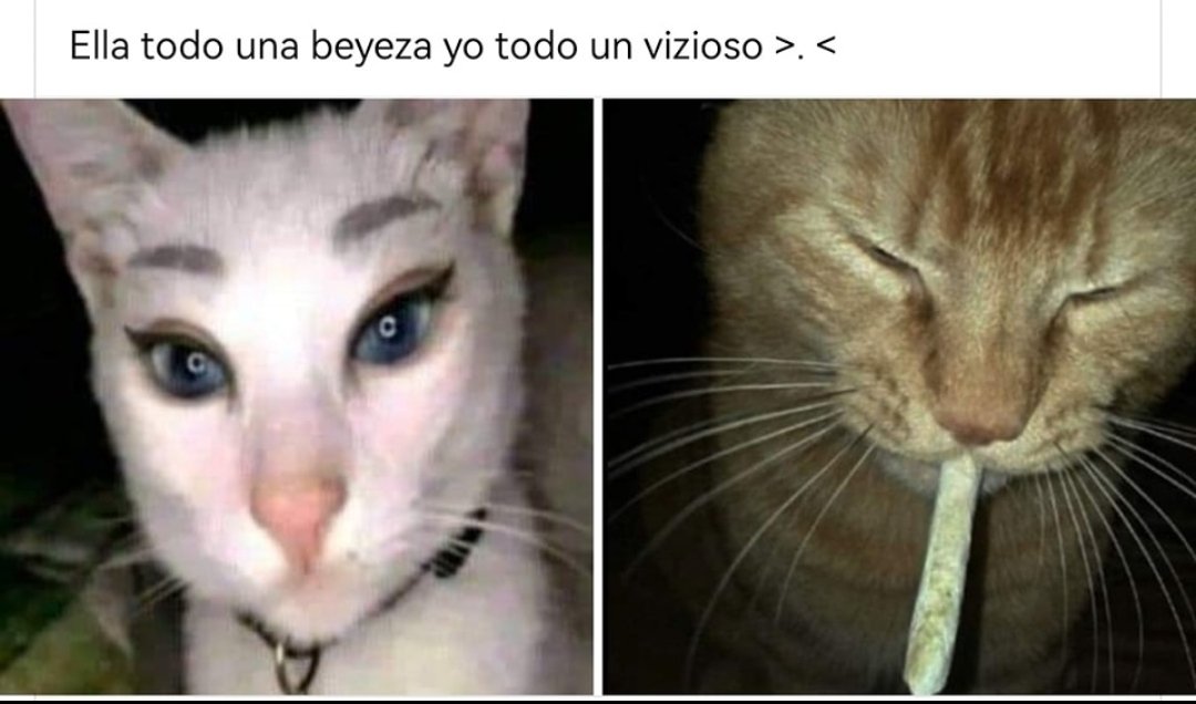 NoxusVision's tweet photo. Porti. ˚  ❃ ༅ཾ༚˚  Así con mi amorcito, solo cambien el michi marihuano por fulbo 👉🏻👈🏻

@xthebaroness_ 💝 https://t.co/UeuYOM2Qa9